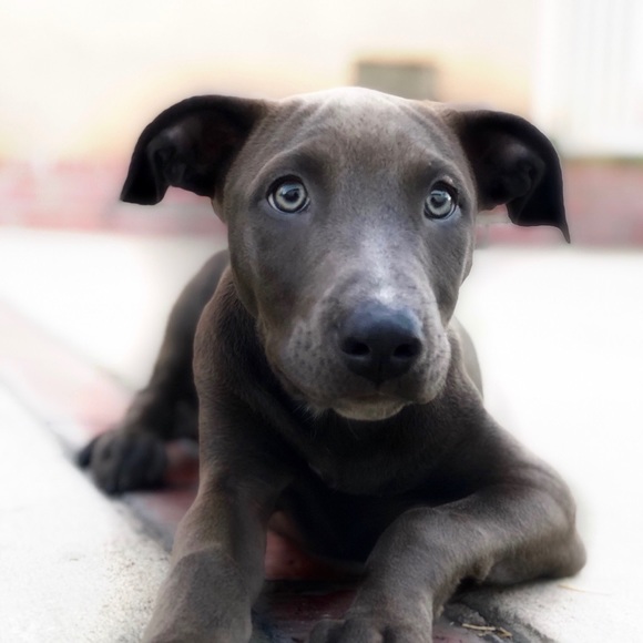 Meet your Posher, Veronica - Picture 1 of 1